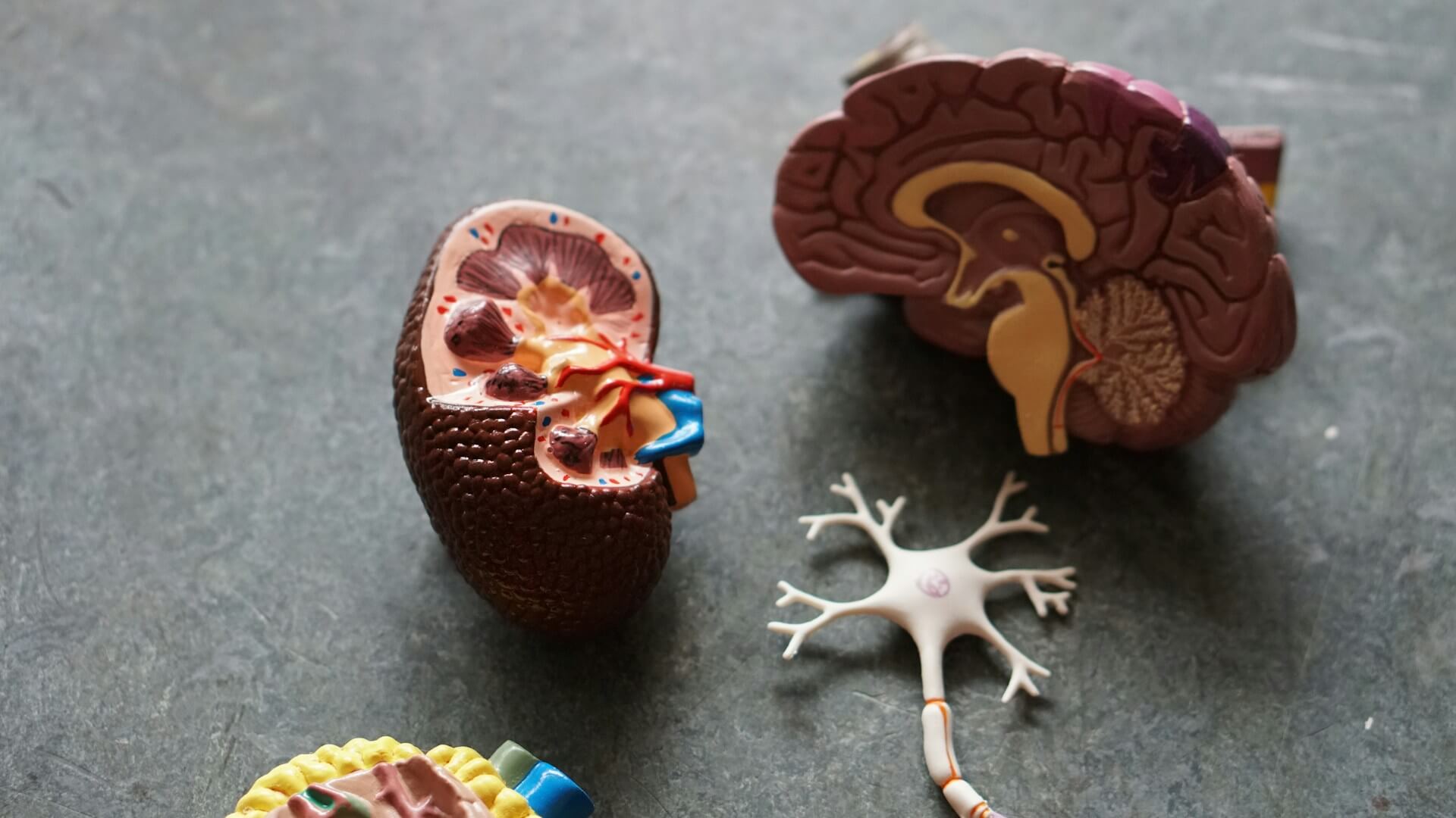 brain